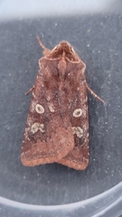 Cerastis leucographa