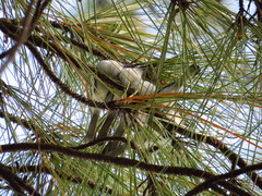 Polioptila dumicola