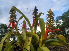 Aechmea mertensii