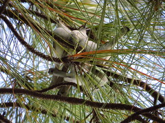 Polioptila dumicola