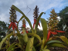 Aechmea mertensii