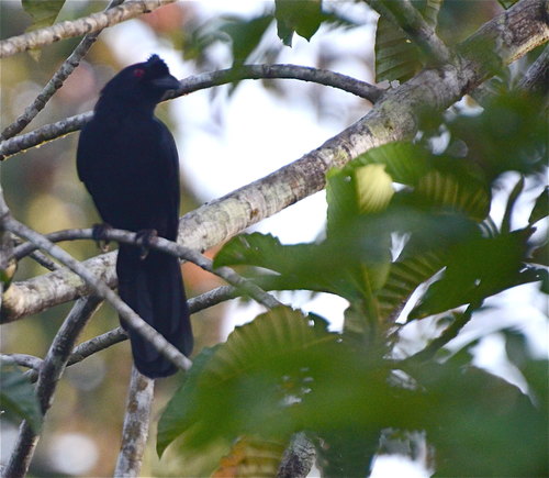 Bornean Black Magpie (Platysmurus aterrimus), photo 8