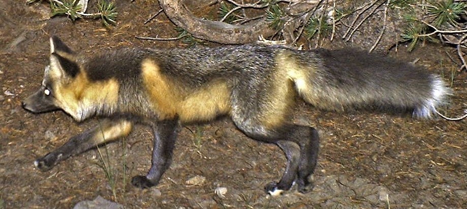 Sierra Nevada Red Fox (Vulpes vulpes necator) - Know Your Mammals