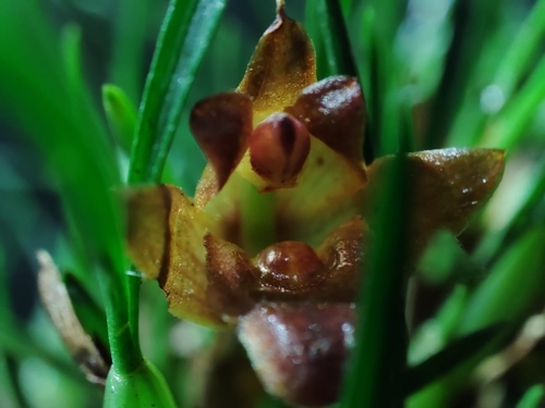 Maxillaria paranaensis, photograph 5