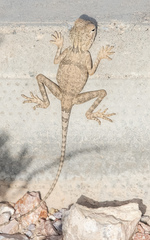 Pseudotrapelus