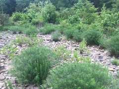 Amsonia hubrichtii