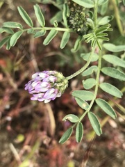 Astragalus didymocarpus