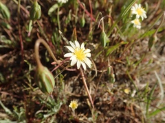 Microseris douglasii