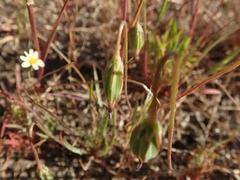 Microseris douglasii