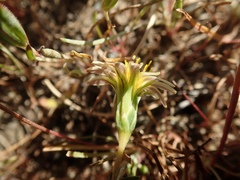 Microseris douglasii