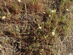 Microseris douglasii