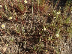 Microseris douglasii