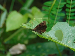 Nisoniades macarius