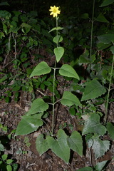 Silphium wasiotense