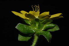 Silphium wasiotense