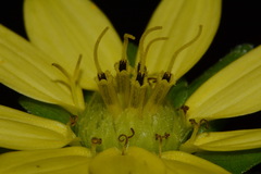 Silphium wasiotense