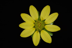 Silphium wasiotense