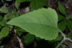 Silphium wasiotense