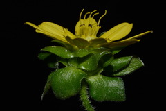 Silphium wasiotense