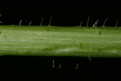 Silphium wasiotense