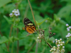 Hypothyris euclea laphria