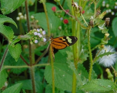 Hypothyris euclea laphria