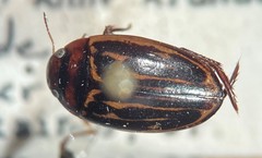 Agabus taeniolatus