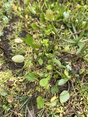 Ranunculus bonariensis trisepalus