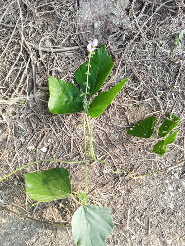 Pueraria phaseoloides image