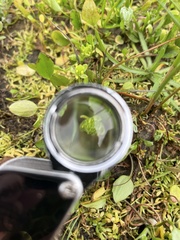 Ranunculus bonariensis trisepalus