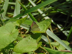 Ostrinotes sophocles