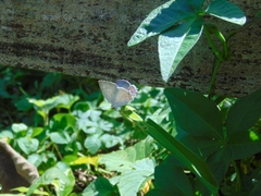Ostrinotes sophocles