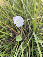 Sidalcea calycosa calycosa