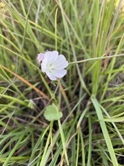 Sidalcea calycosa calycosa