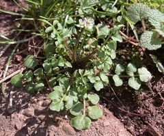 Cardamine hirsuta