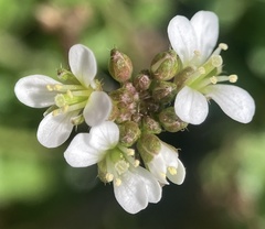 Cardamine hirsuta