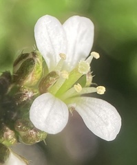 Cardamine hirsuta