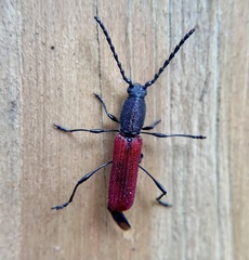 Ancylocera bicolor
