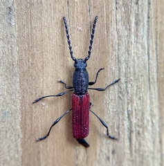 Ancylocera bicolor