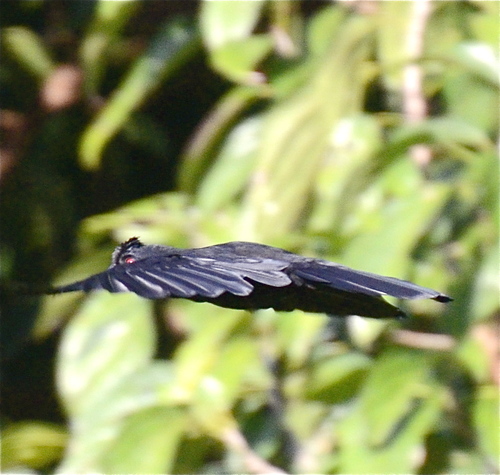 Bornean Black Magpie (Platysmurus aterrimus), photo 6