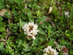 Trifolium repens