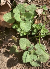 Lamium purpureum
