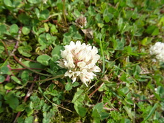 Trifolium repens