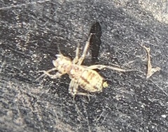 Cerobasis