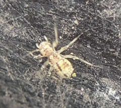 Cerobasis