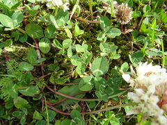 Trifolium repens