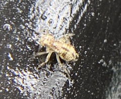 Cerobasis