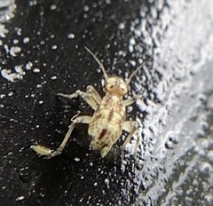 Cerobasis