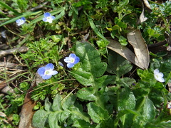 Veronica persica