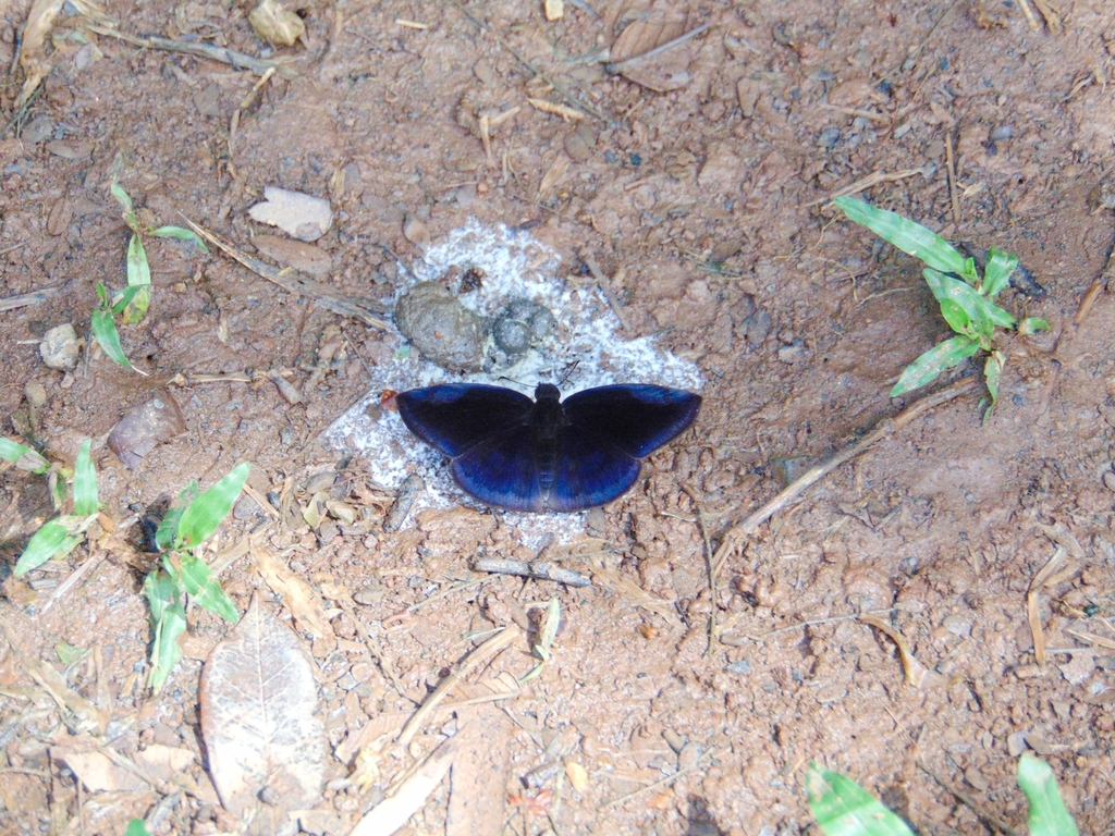 Anastrus obscurus narva